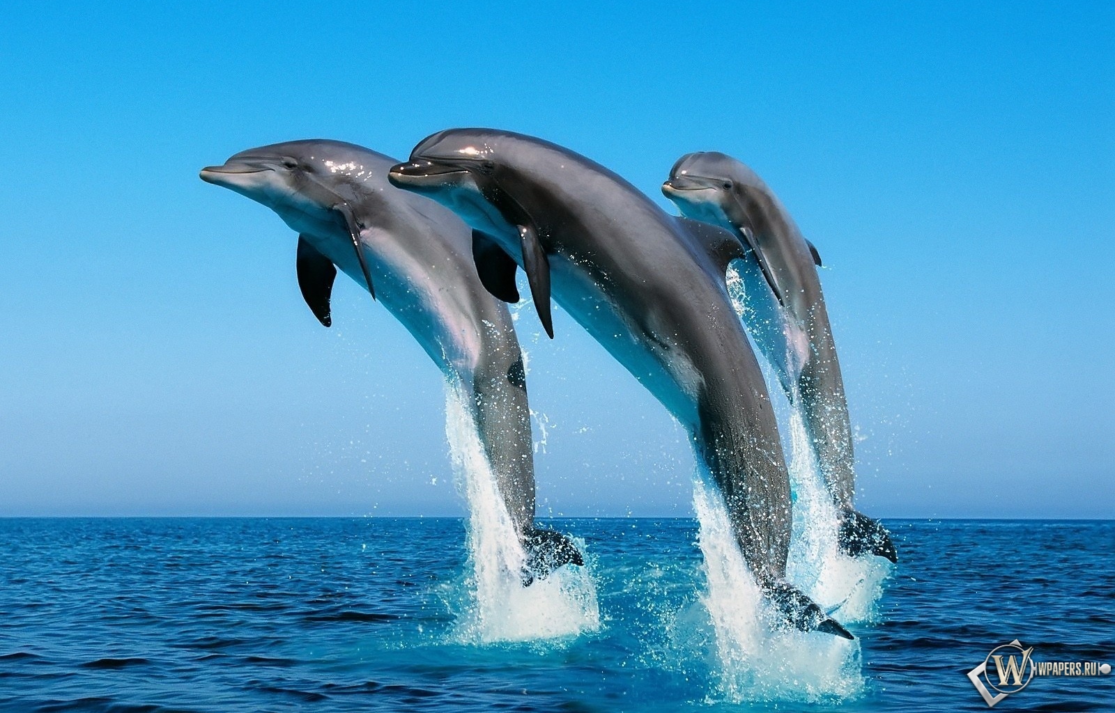 Дельфины прыгают 1600x1024