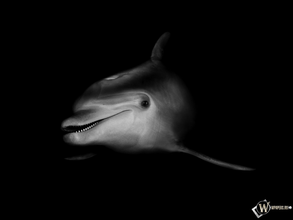 Черно-белый дельфин 1024x768