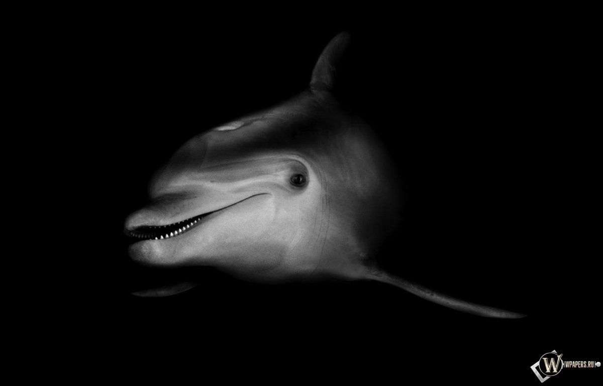 Черно-белый дельфин 1200x768