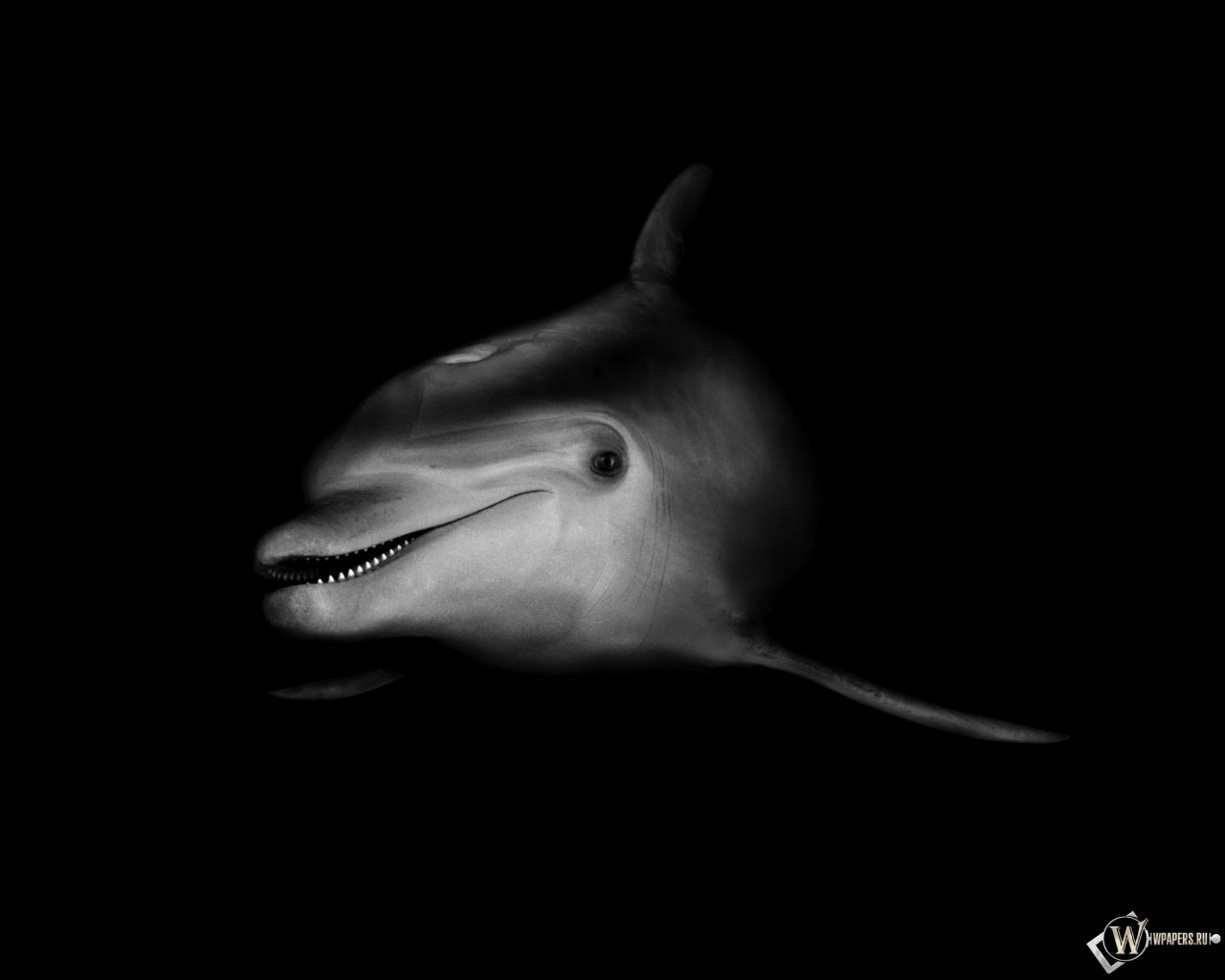 Черно-белый дельфин 1280x1024