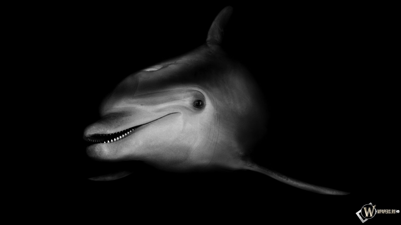 Черно-белый дельфин 1280x720