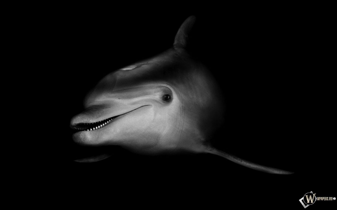 Черно-белый дельфин 1280x800