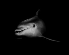 Обои Черно-белый дельфин: Ч/б, Дельфин, Дельфины