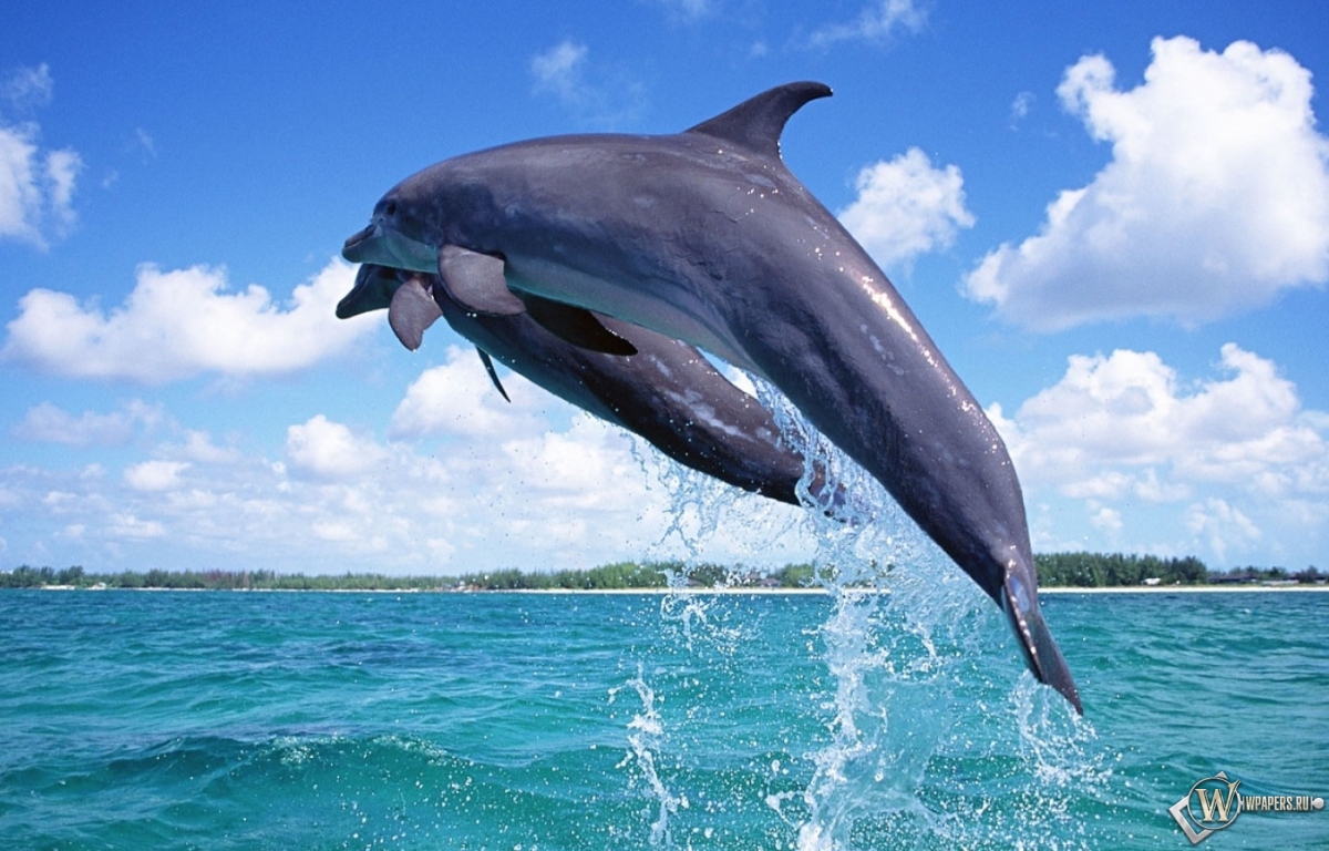 Дельфины в прыжке 1200x768