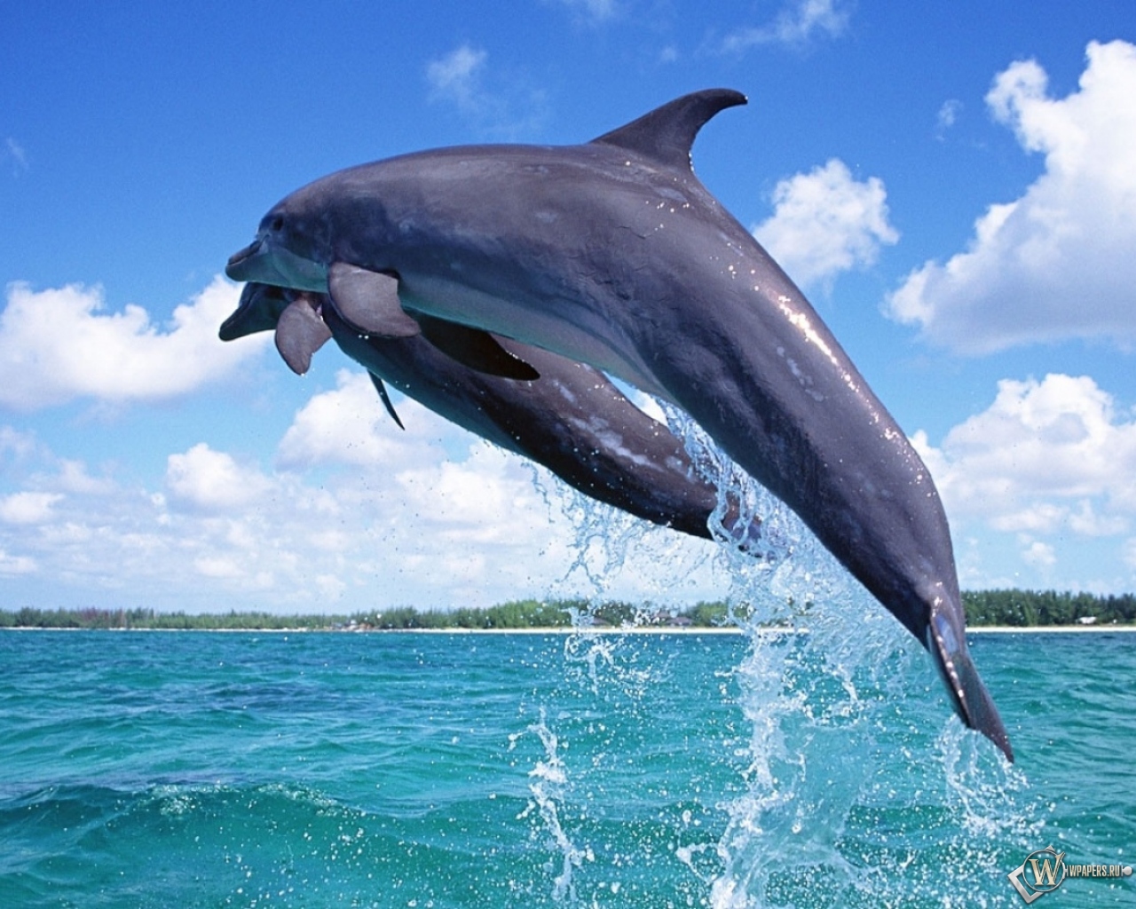 Дельфины в прыжке 1280x1024