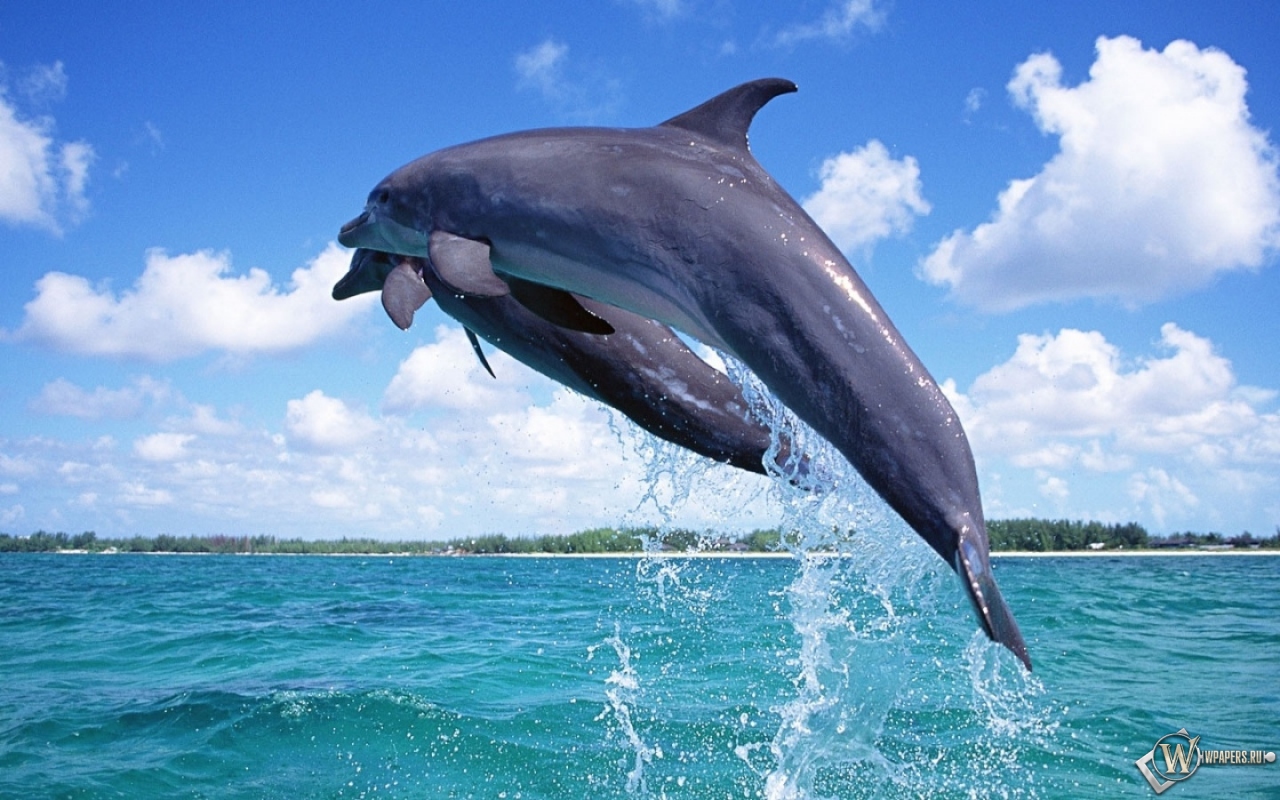 Дельфины в прыжке 1280x800
