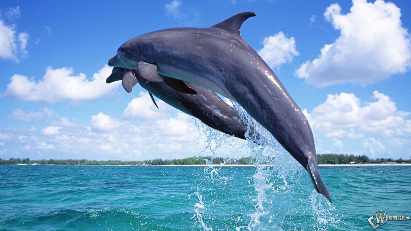 Дельфины в прыжке 1366x768