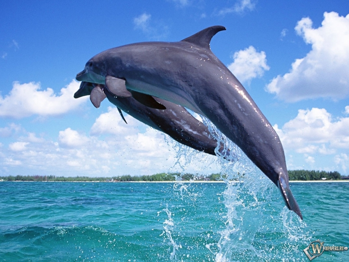 Дельфины в прыжке 1400x1050