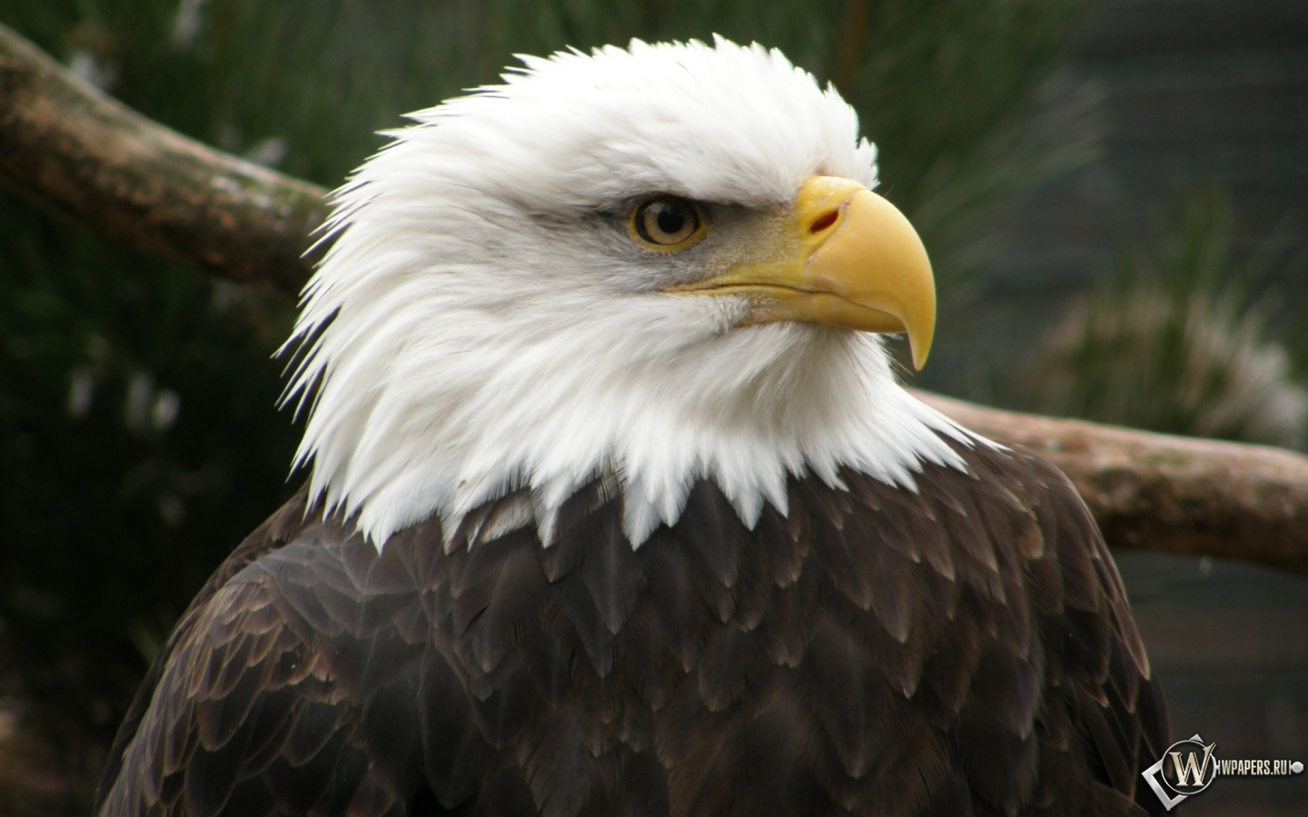 Беллоголовый орел 1440x900
