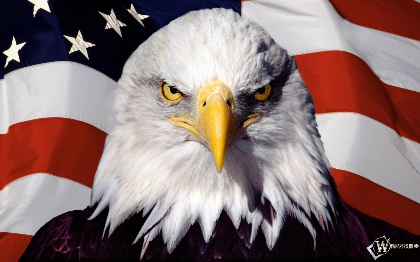 Орел на фоне флага 1440x900