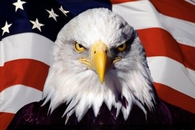 Обои Орел на фоне флага: Птица, Орёл, Флаг, Америка, США, Орлы