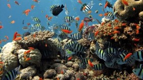 Обои Подводный мир Шарм-эль-Шейха: Вода, Рыбы, Рыбы