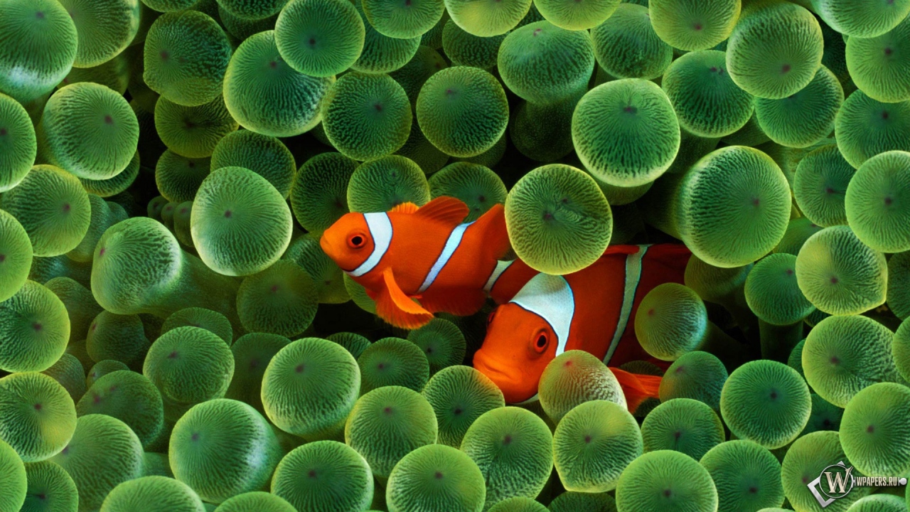 Рыбы клоуны (Clown Fish) 1280x720