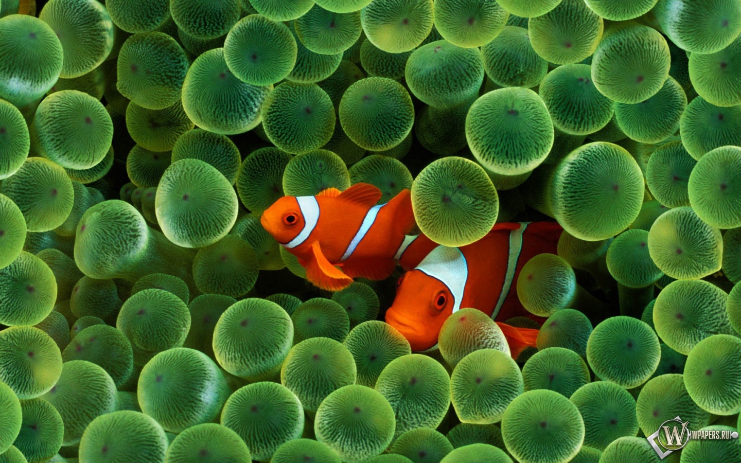 Рыбы клоуны (Clown Fish) 1440x900