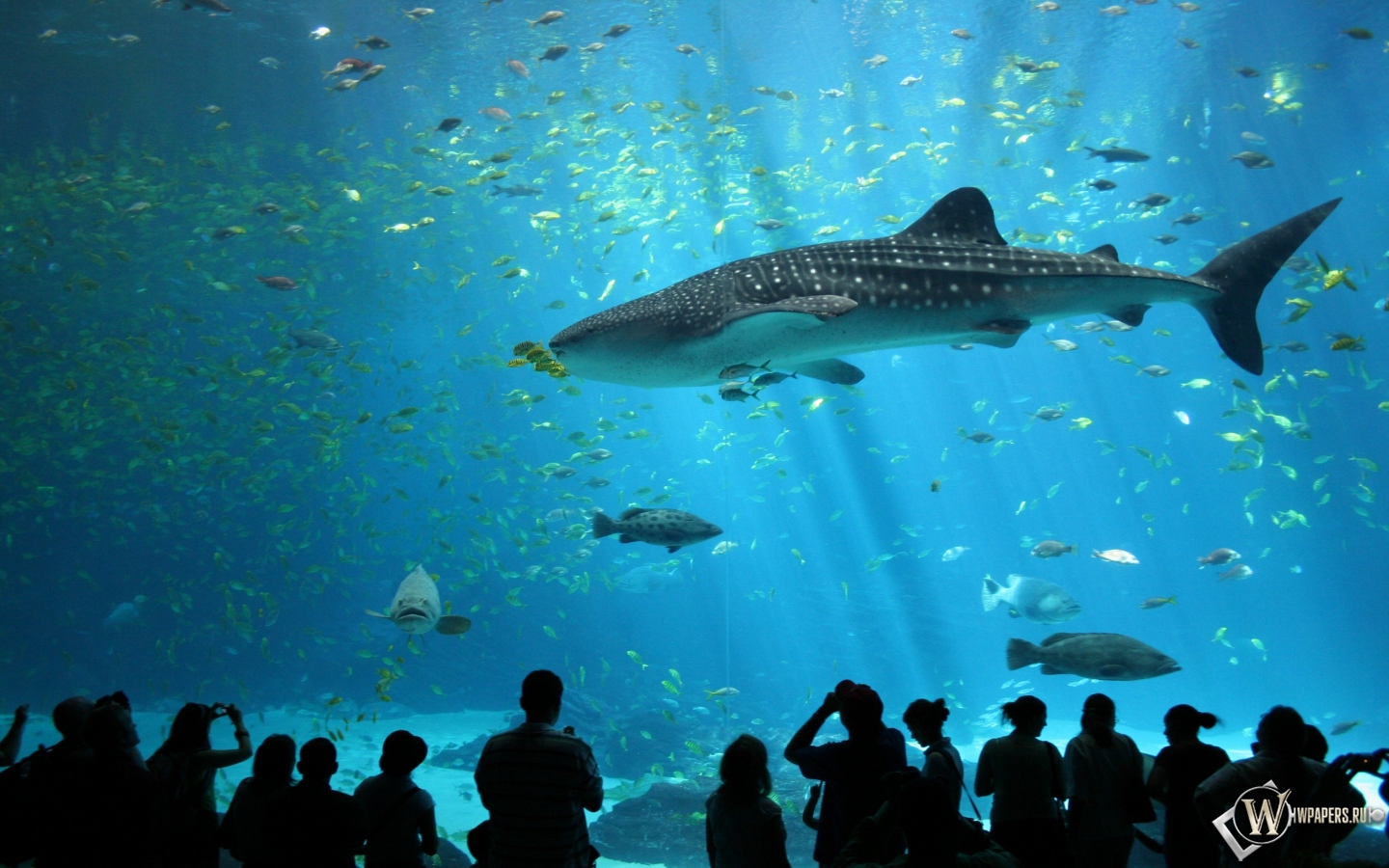 Акула в аквариуме 1440x900