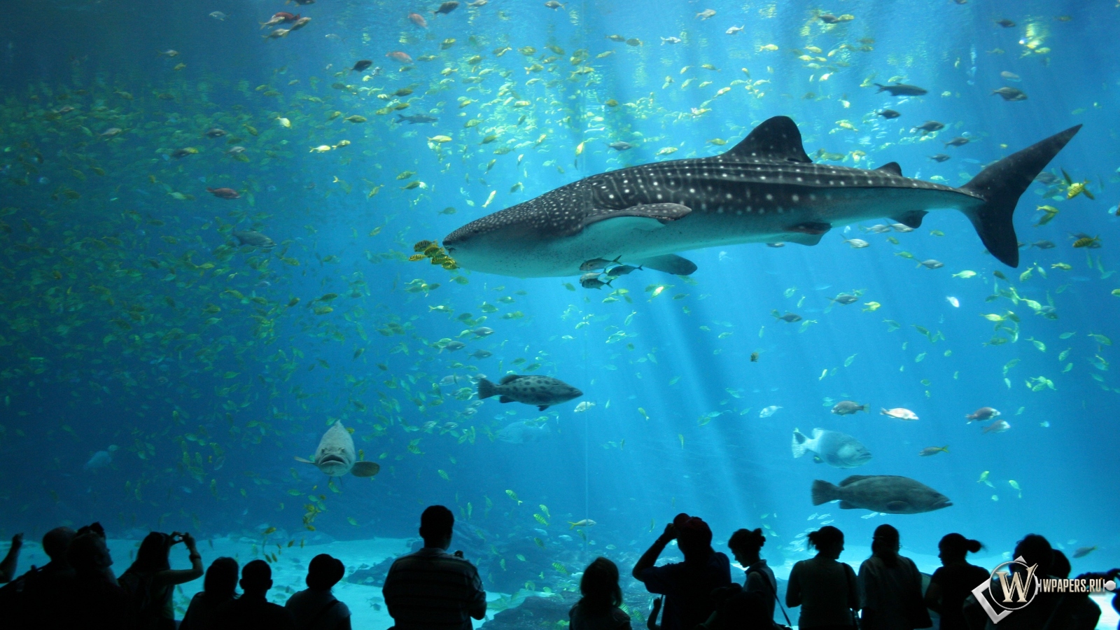 Акула в аквариуме 1600x900