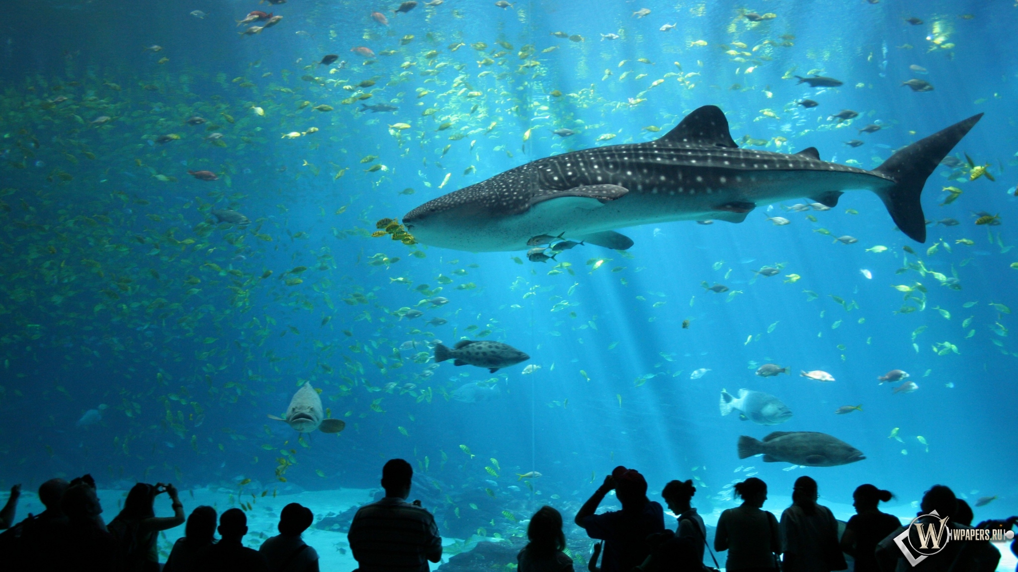 Акула в аквариуме 2048x1152