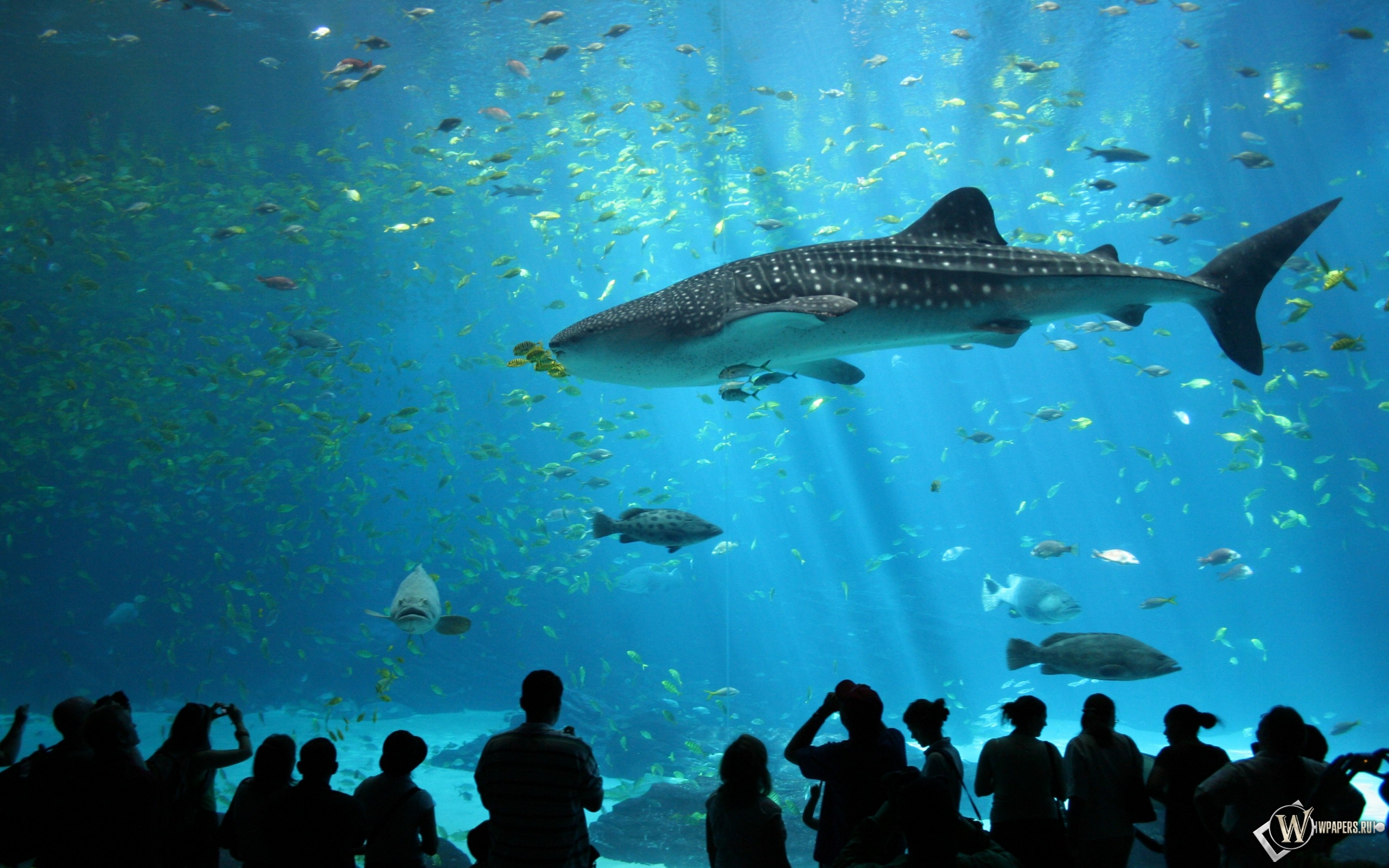 Акула в аквариуме 2560x1600