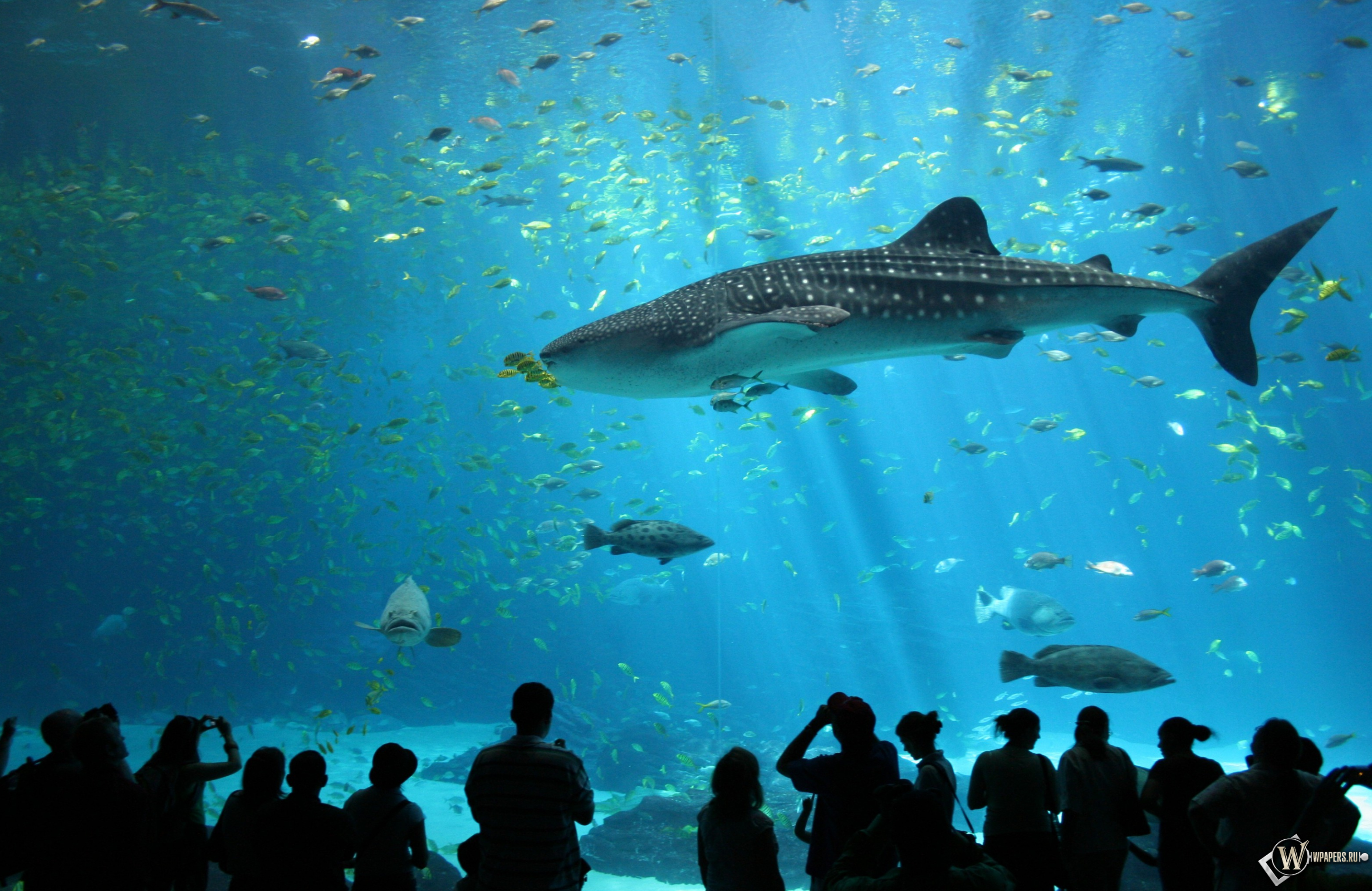 Акула в аквариуме 3024x1964