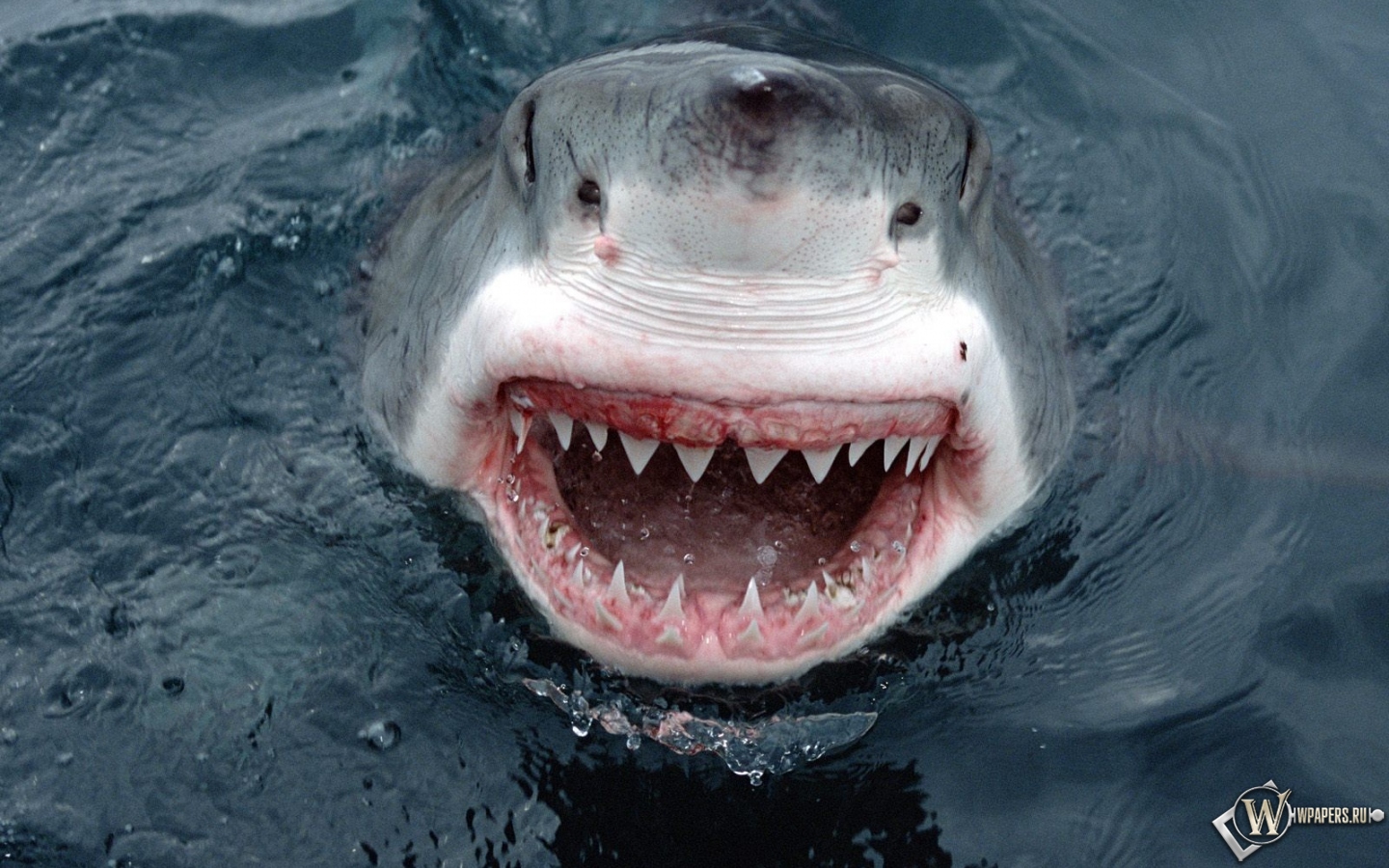 Пасть большой белой акулы 1440x900