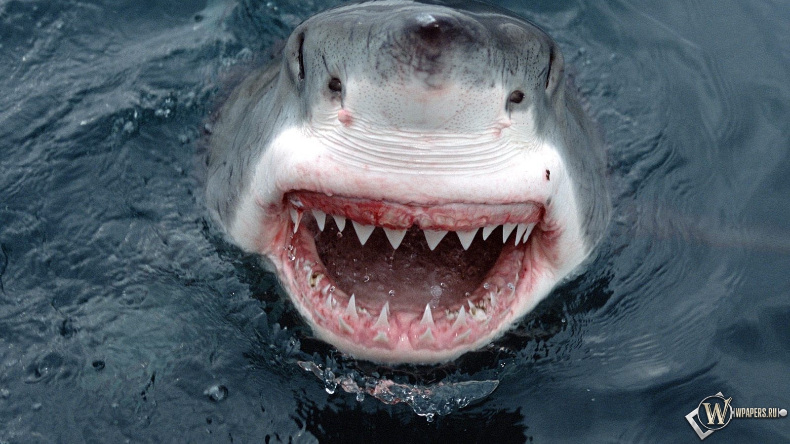 Пасть большой белой акулы 1600x900
