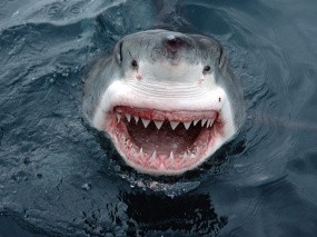 Обои Пасть большой белой акулы: Пасть, Зубы, Акула, Белая акула, Рыбы