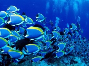 Обои Косяк голубых тангов: Океан, Рыбки, Косяк, Рыбы