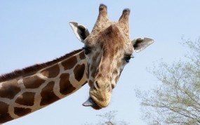 Жираф показывает язык