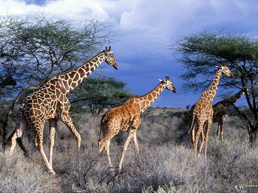 Три жирафа 1024x768