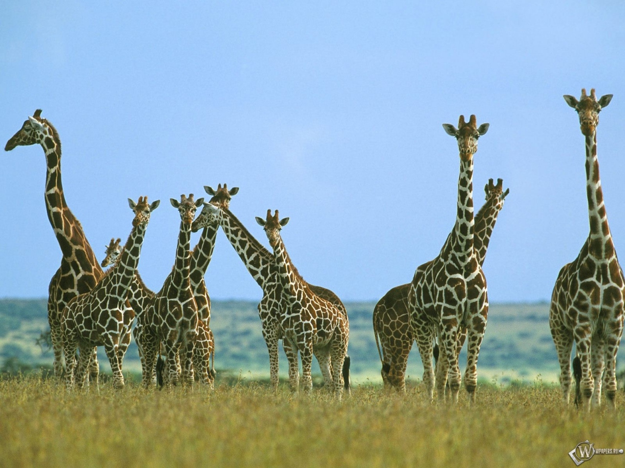 Жирафы 1280x960