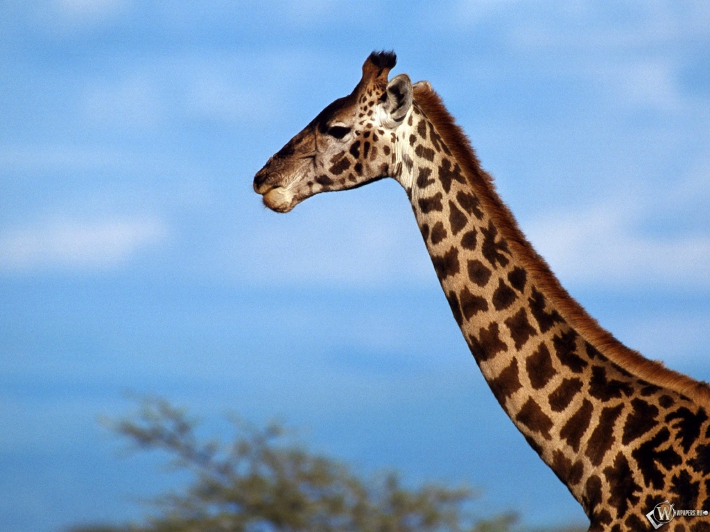 Шея жирафа 1024x768