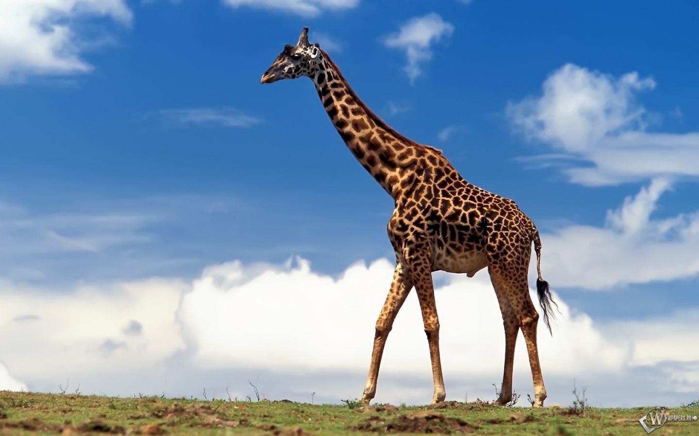Жираф большой 1440x900