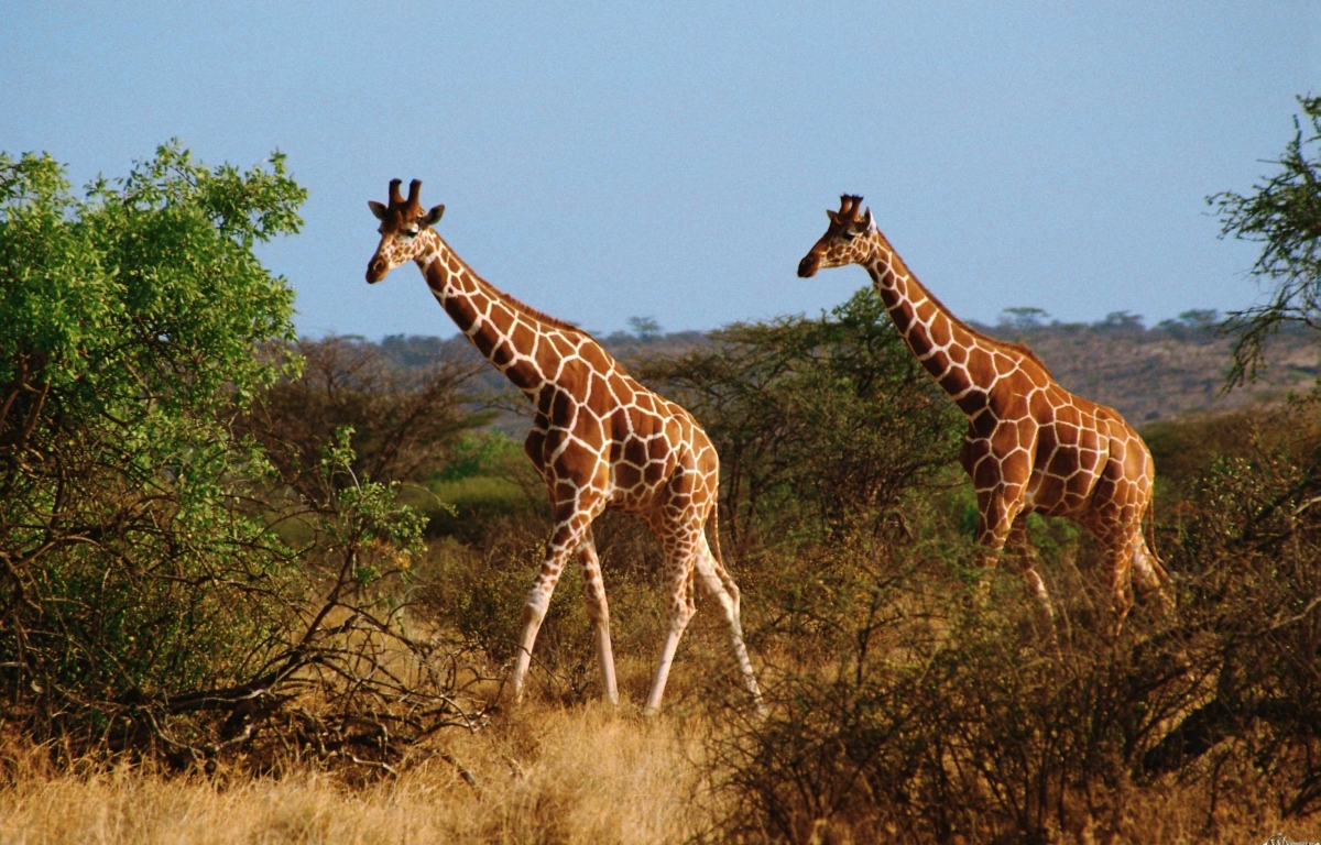 Два жирафа 1200x768
