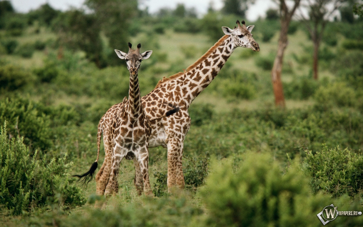 Жирафы на травке 1440x900