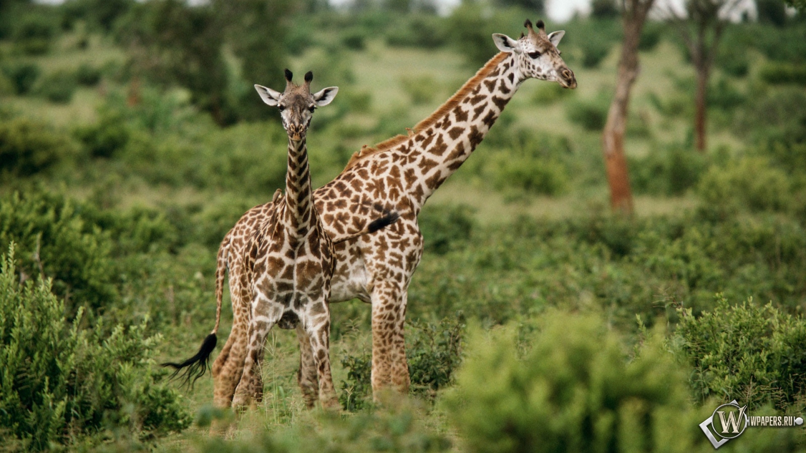 Жирафы на травке 1600x900