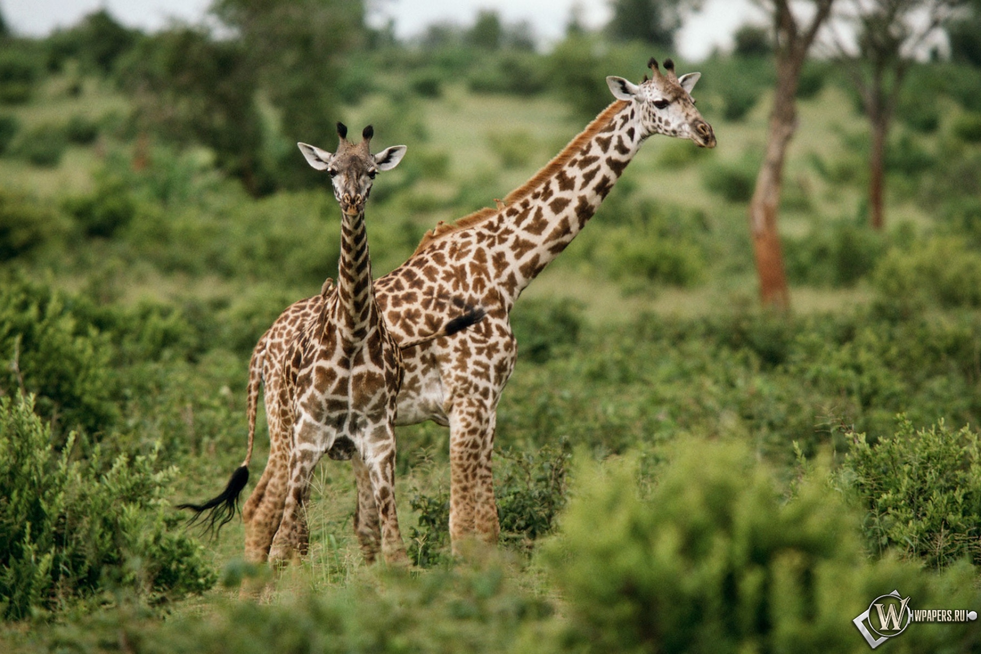 http://wpapers.ru/wallpapers/animals/Giraffes/5612/1920x1280_%D0%96%D0%B8%D1%80%D0%B0%D1%84%D1%8B-%D0%BD%D0%B0-%D1%82%D1%80%D0%B0%D0%B2%D0%BA%D0%B5.jpg