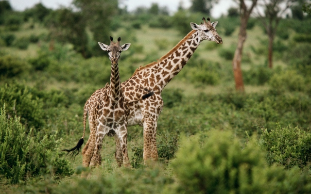 Жирафы на травке