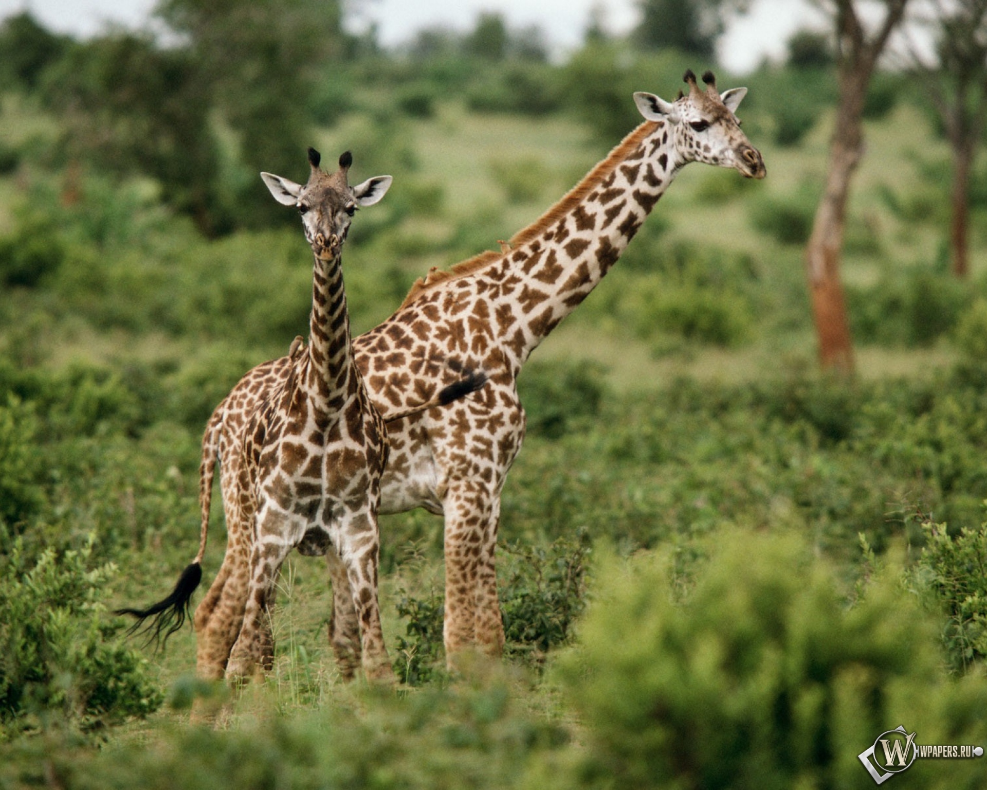 Жираф африканское животное. Животные Африки. Звери Африки. Экзотические животные Африки. Жираф в дикой природе.