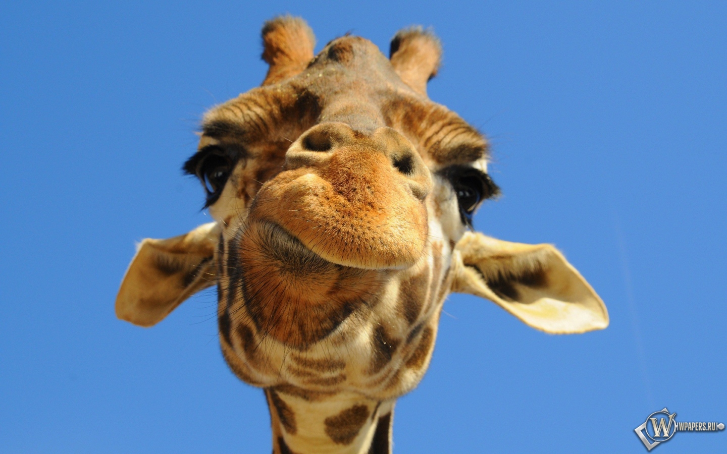 Морда жирафа 1440x900