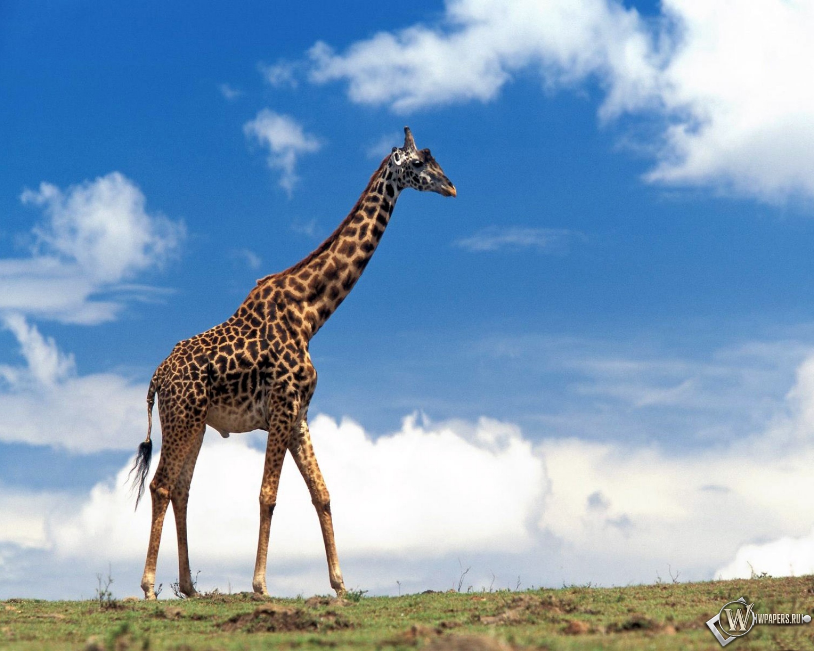 Скачать обои Жираф (Природа, Небо, Жираф) для рабочего стола 1600х1280  (5:4) бесплатно, Фото Жираф Природа, Небо, Жираф на рабочий стол. |  WPAPERS.RU (Wallpapers).