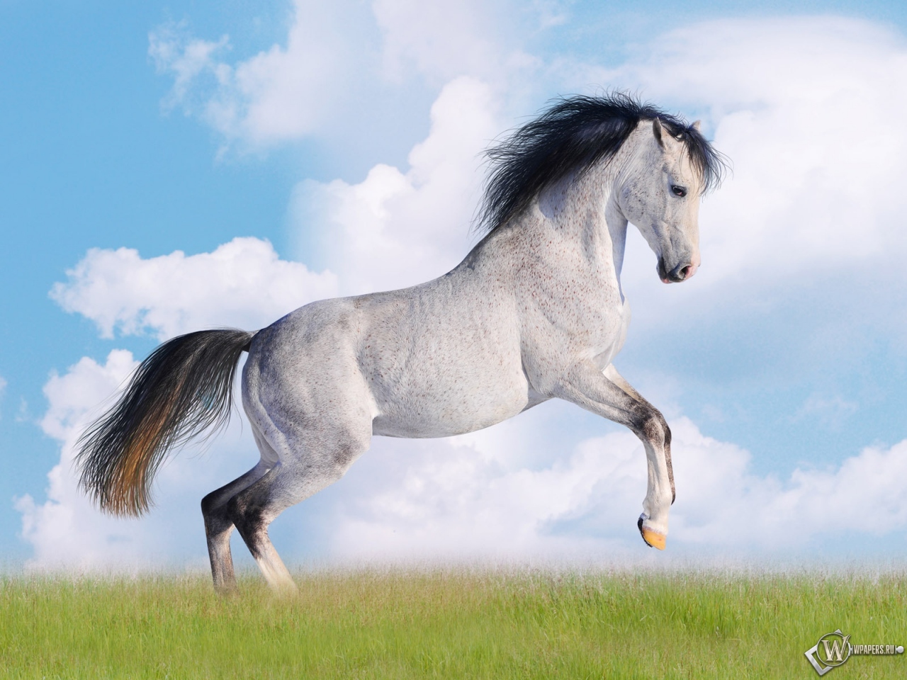 Белая лошадь 1280x960