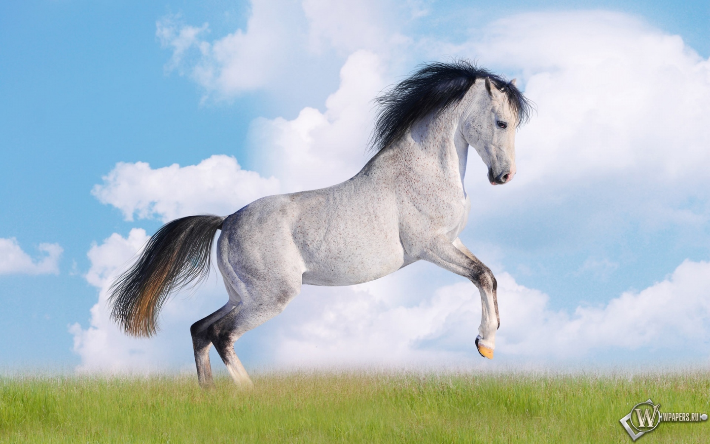 Белая лошадь 1440x900
