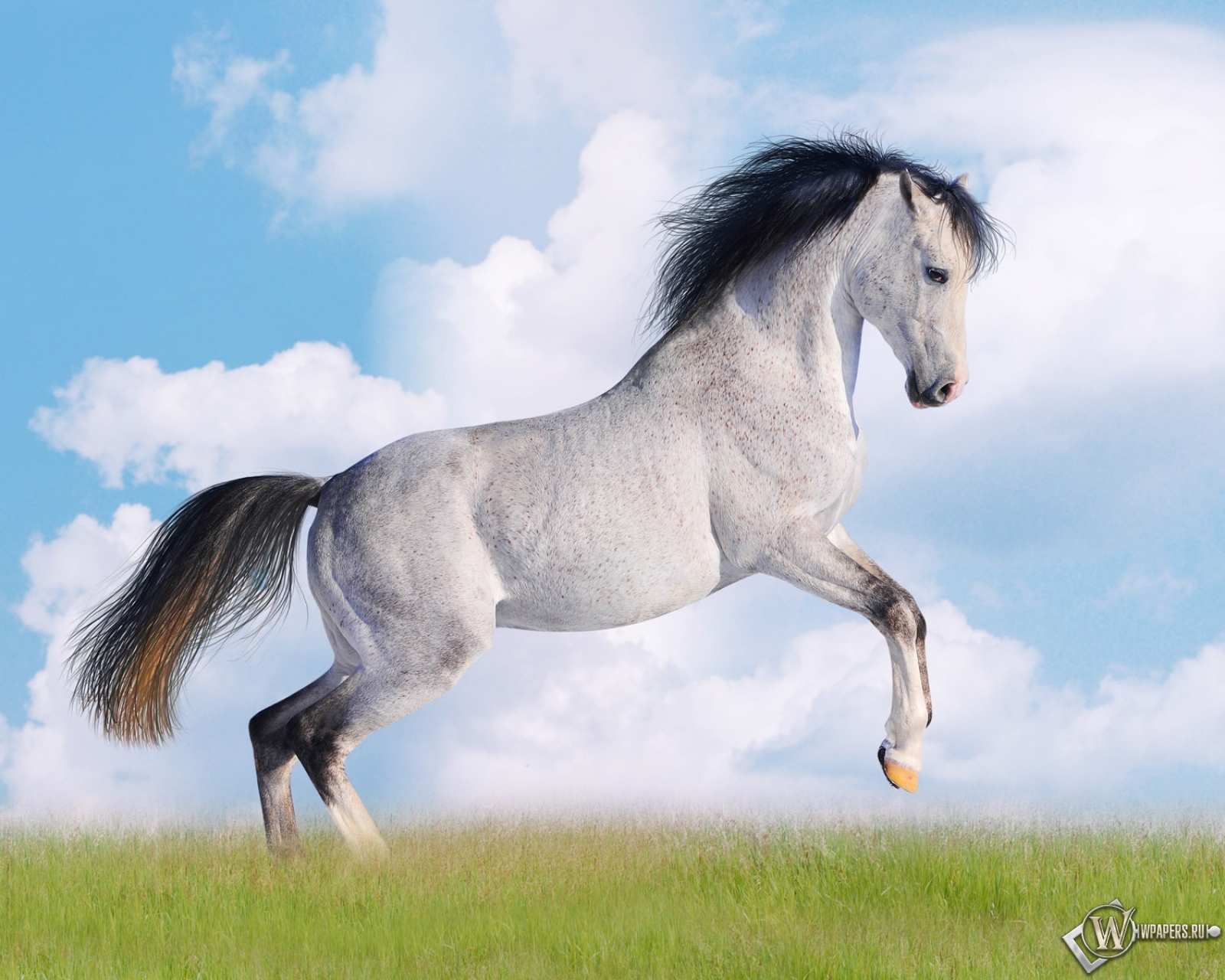 Белая лошадь 1600x1280
