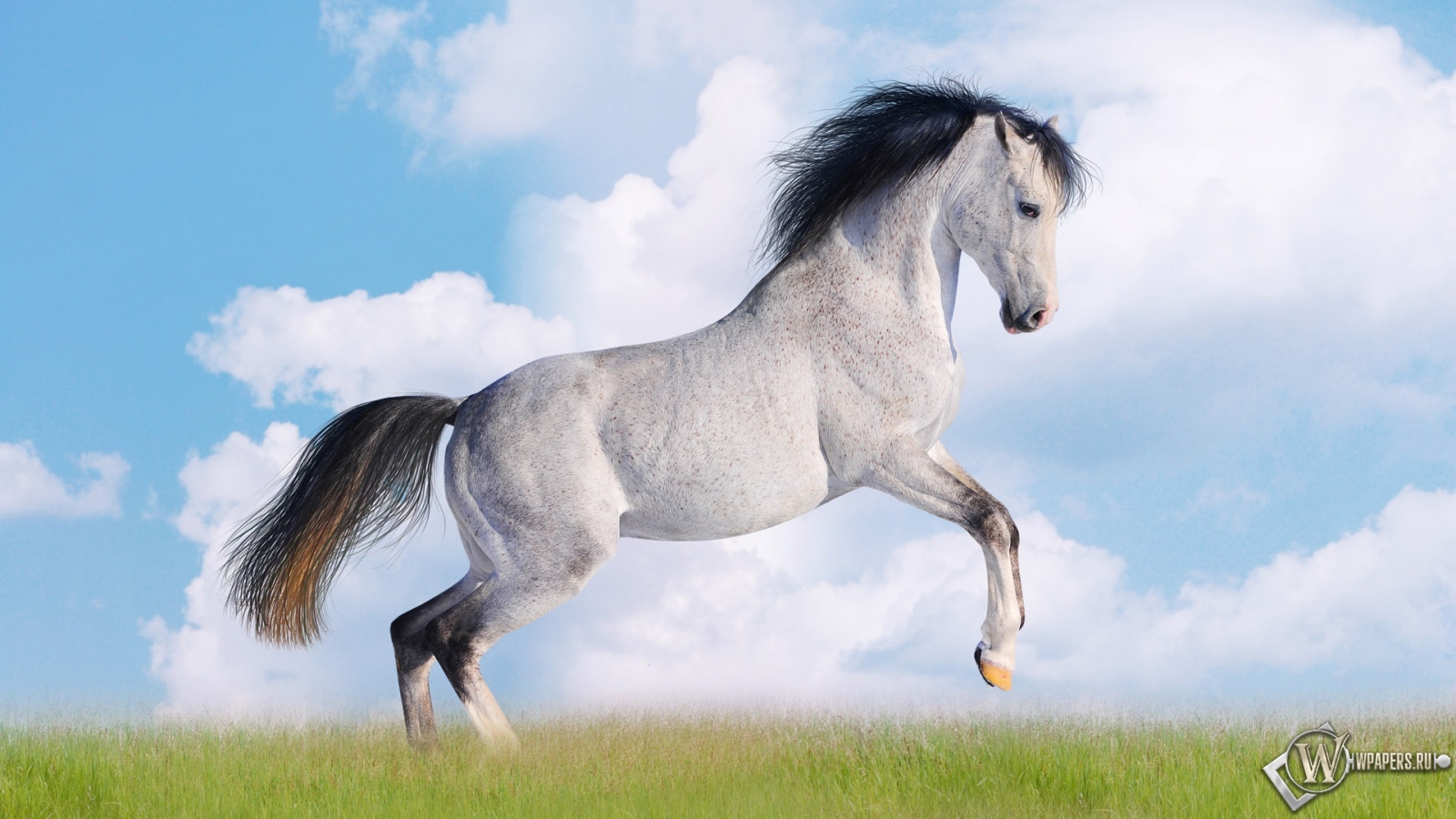 Белая лошадь 1600x900