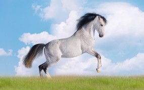 Обои Белая лошадь: Облака, Трава, Небо, Лошадь, Лошади
