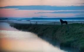 Обои Лошадь в тумане: Река, Вода, Озеро, Животные, Лошадь, Лошади, Лошади