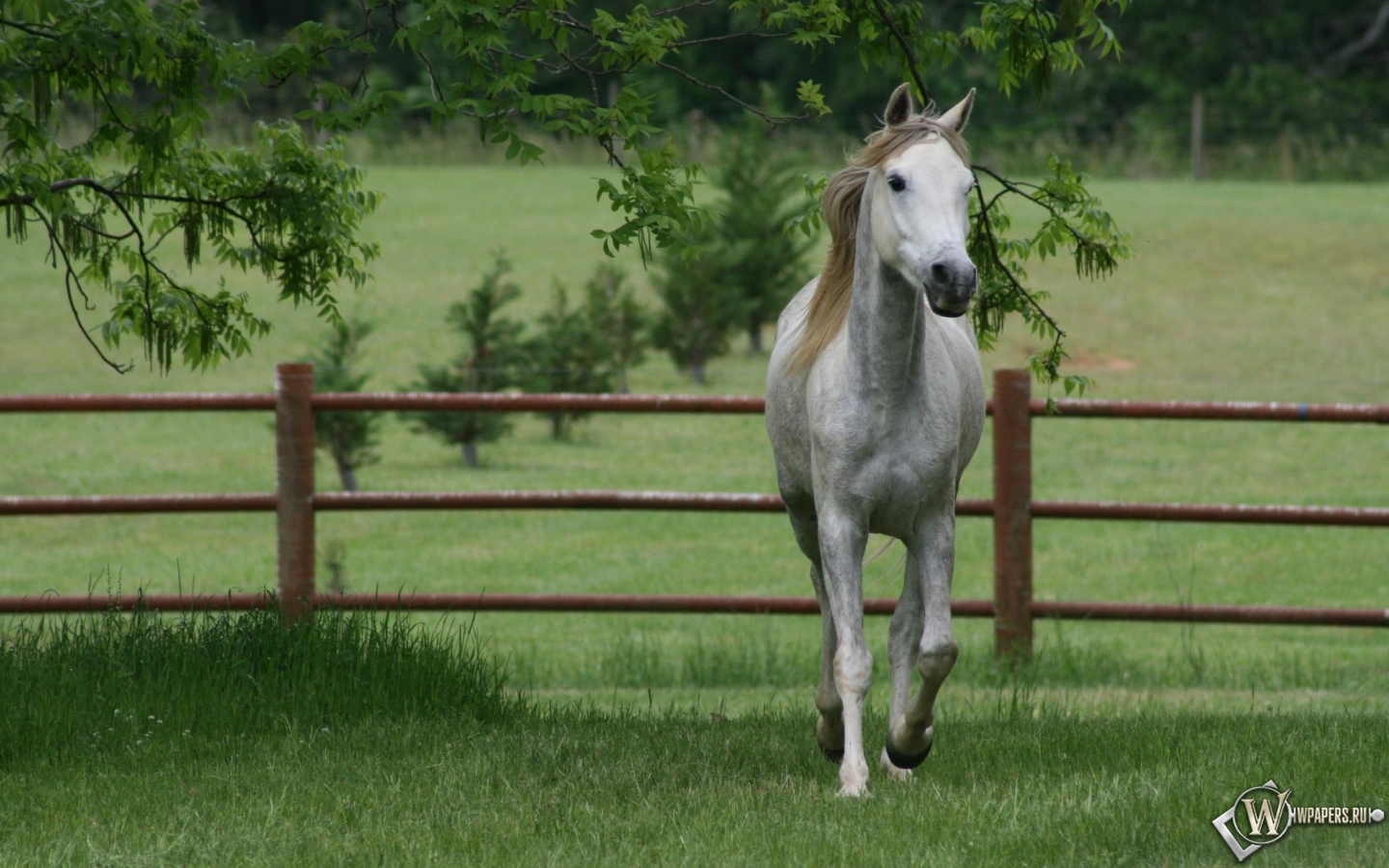 Серая лошадь 1440x900
