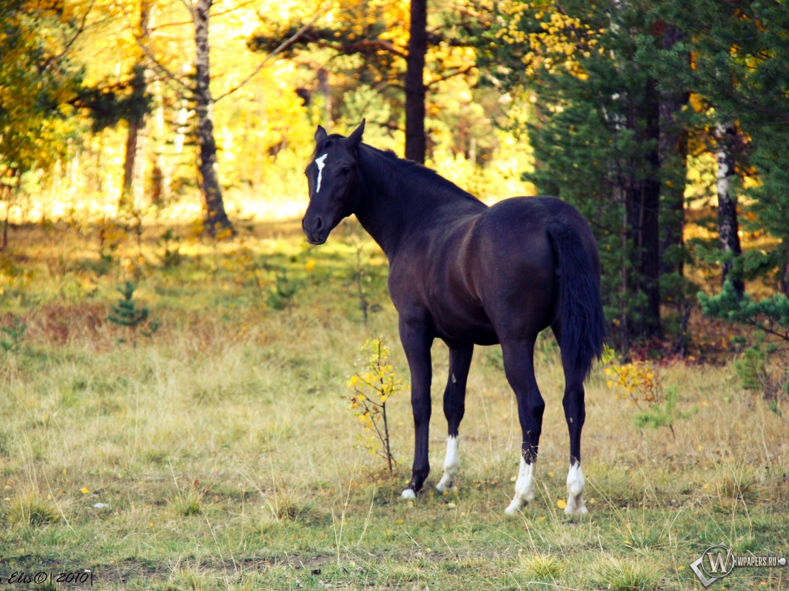 Лошадь в лесу 1152x864