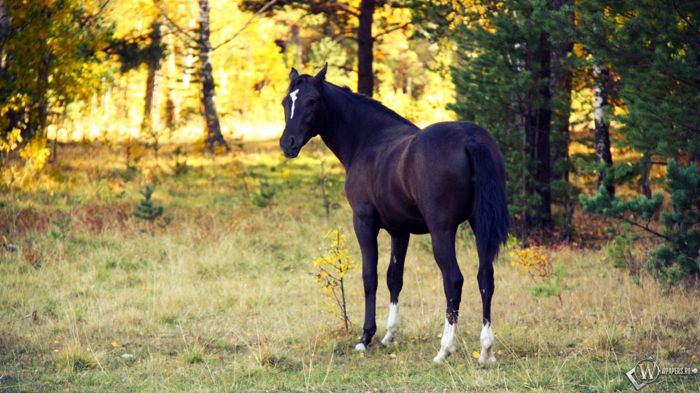 Лошадь в лесу 1366x768