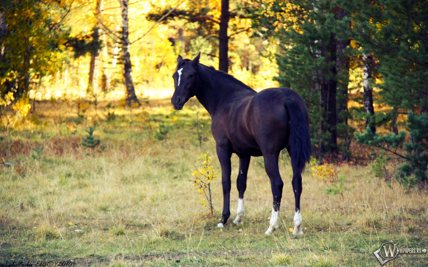 Лошадь в лесу 1440x900